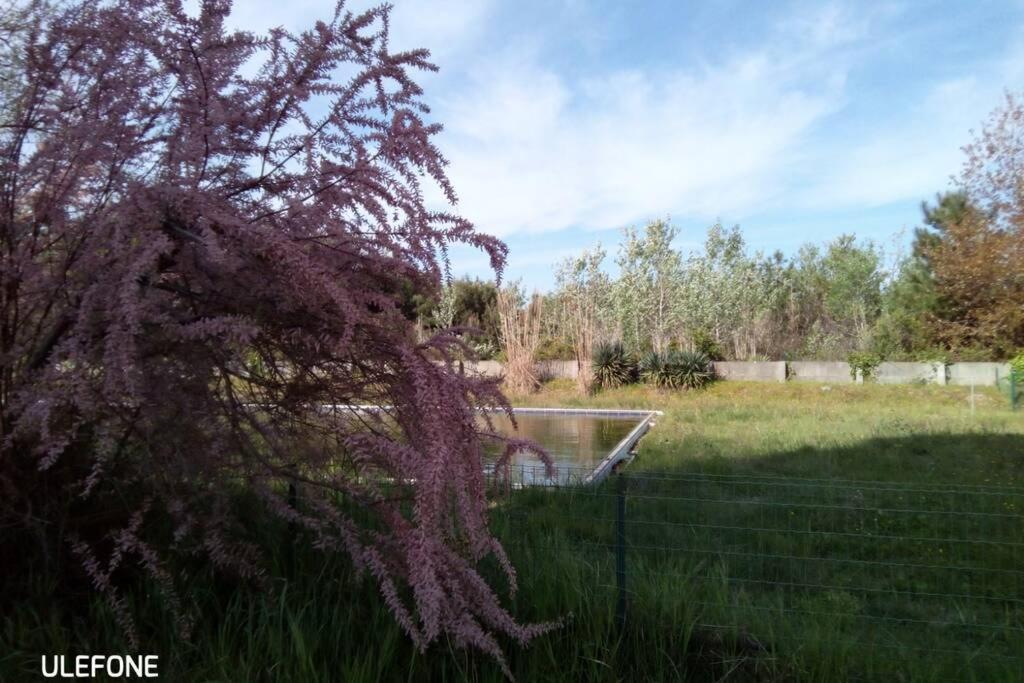 Casa Nel Parco Sulla Spiaggia Pisa Luaran gambar